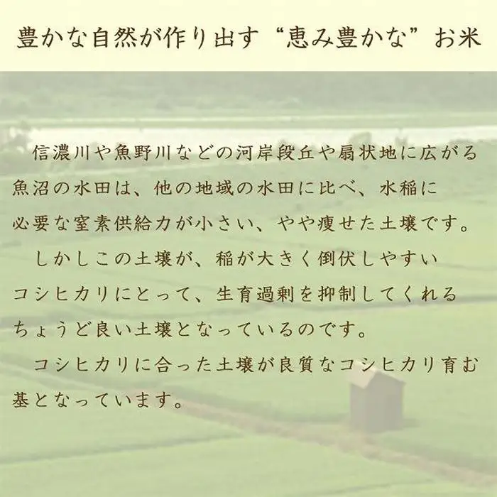 【定期便全12回】新潟県魚沼産コシヒカリ10kg（受注の翌月から毎月配送）
