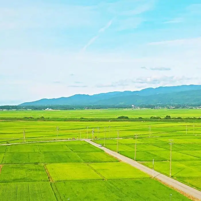 【定期便全12回】新潟県産新之助5kg（受注の翌月から毎月配送）