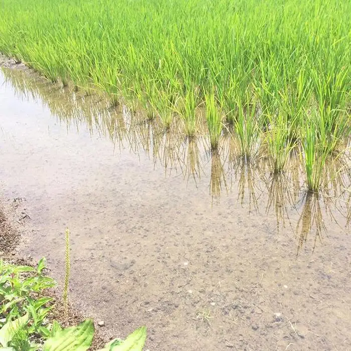 【定期便全6回】新潟県産米厳選食べ比べ 5kg（受注の翌月から毎月配送）