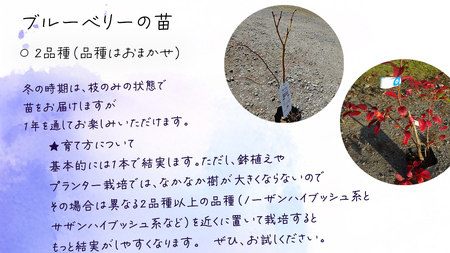 ブルーベリー の 苗 2品種セット （品種おまかせ）