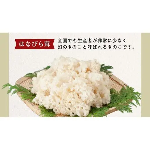 きのこ の 詰め合わせ Mサイズ ( 約1.5kg ) （茨城県共通返礼品：城里町）