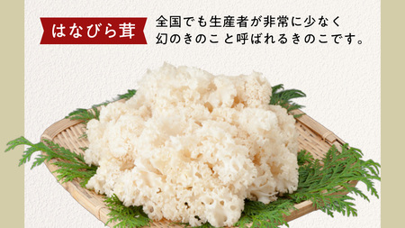 【 3ヶ月連続定期便 】きのこ の 詰め合わせ Sサイズ ( 約1kg ) （茨城県共通返礼品：城里町）