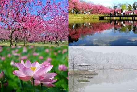 古河公方公園摘み さしま茶 オリジナルポストカード2枚付き  ※着日指定可 _DP20