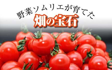 【特別栽培農産物】ソムリエ ミニトマト 食べ比べ 3kg ( プラチナ + ダイヤ ) | 野菜 トマト とまと ミニトマト プチトマト 熊本 玉名