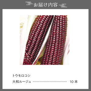 【先行予約】とうもろこし 大和ルージュ10本【数量限定】2026年9月上旬から出荷 離島配送不可  [T0018] 