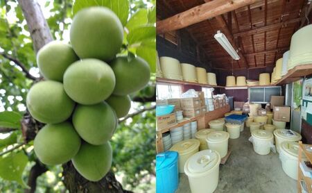 ★梅ドレッシング★うめドレ 5本セット　贈り物 ギフト 人気 厳選 島田市 サラダ 東京丸の内日本料理店「やんも」料理長 監修 