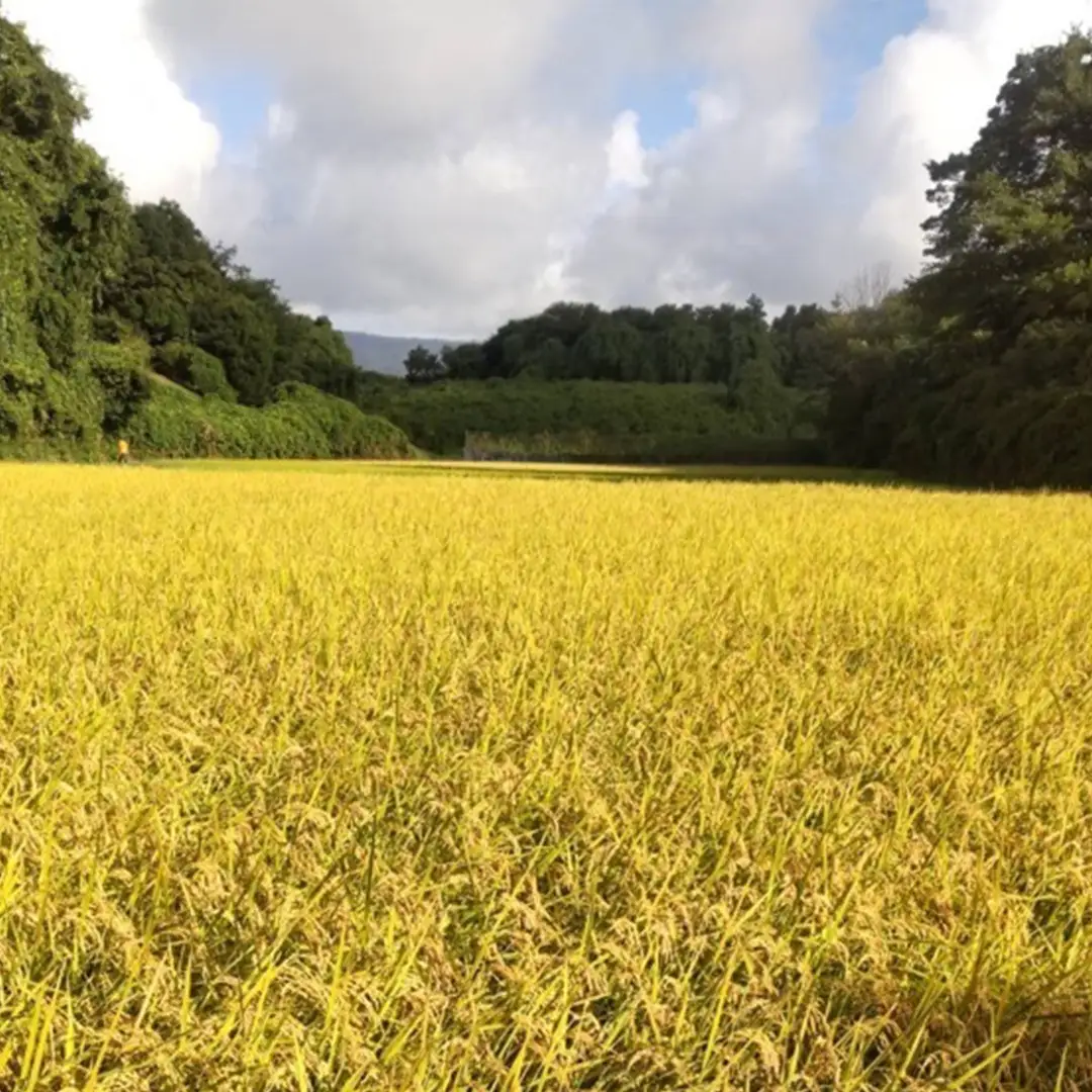 令和8年産 コシヒカリ 精米 10kg (茨城県共通返礼品 かすみがうら市) 紙米袋 茨城 新米 精米 コシヒカリ お米 ごはん 直送 銘柄米 [DH020sa]