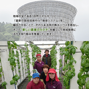 岩手県産 温泉バジル 100g×2袋 計200g ／ バジル 生バジル ばじる 新鮮 生 薬味 ハーブ 国産 八幡平市産 スマート農業 イタリアン 産地直送 農家直送 直送 常温発送 ジェノベーゼ 料理 ソース ピザ ピッツァ 調理 パスタ 炒め物 小分け  計200グラム オススメ おすすめ 野菜 八幡平スマートファーム