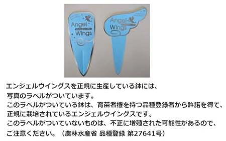 鉢物 セネシオ 「エンジェルウイングス」 2.5寸×6鉢 ／ シルバーリーフ 観葉植物 植物 希少 稀少 鉢もの 珍しい プレゼント ギフト 贈り物 自宅用 家庭用 観賞用 おしゃれ お洒落 インテリア ガーデニング フラワーアレンジメント ブーケ 岩手県産 八幡平市産 おすすめ 【安代リンドウ開発】