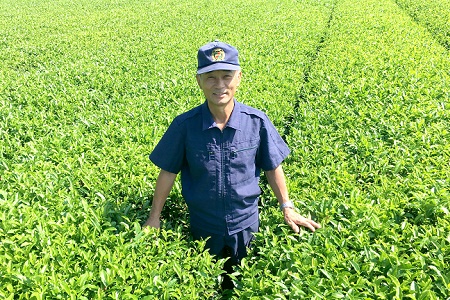 片野坂製茶 知覧茶煎茶なつめ缶ギフト【1185823】