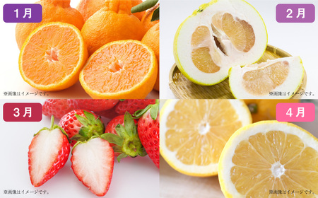 【年12回定期便】熊本県産フルーツ堪能定期便 ｜ 果物 くだもの フルーツ 定期便 旬 デコポン みかん メロン すいか いちご 梨 柿 シャインマスカット 特産品 熊本県