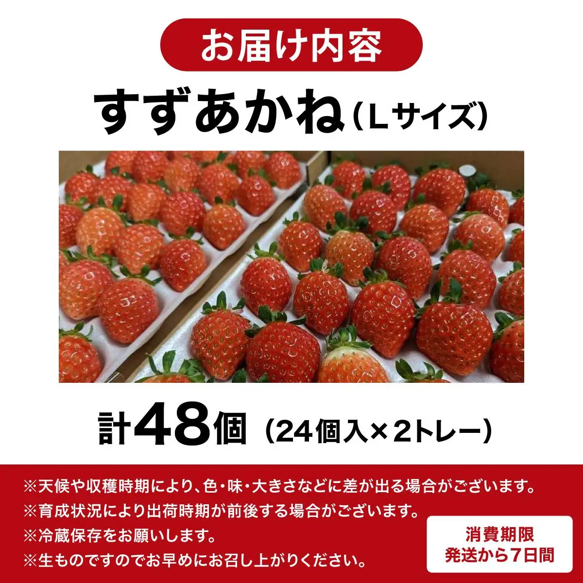＜先行予約＞ 北海道 伊達市 いちご すずあかね Lサイズ 24個入り 2トレー 48個【55250945】