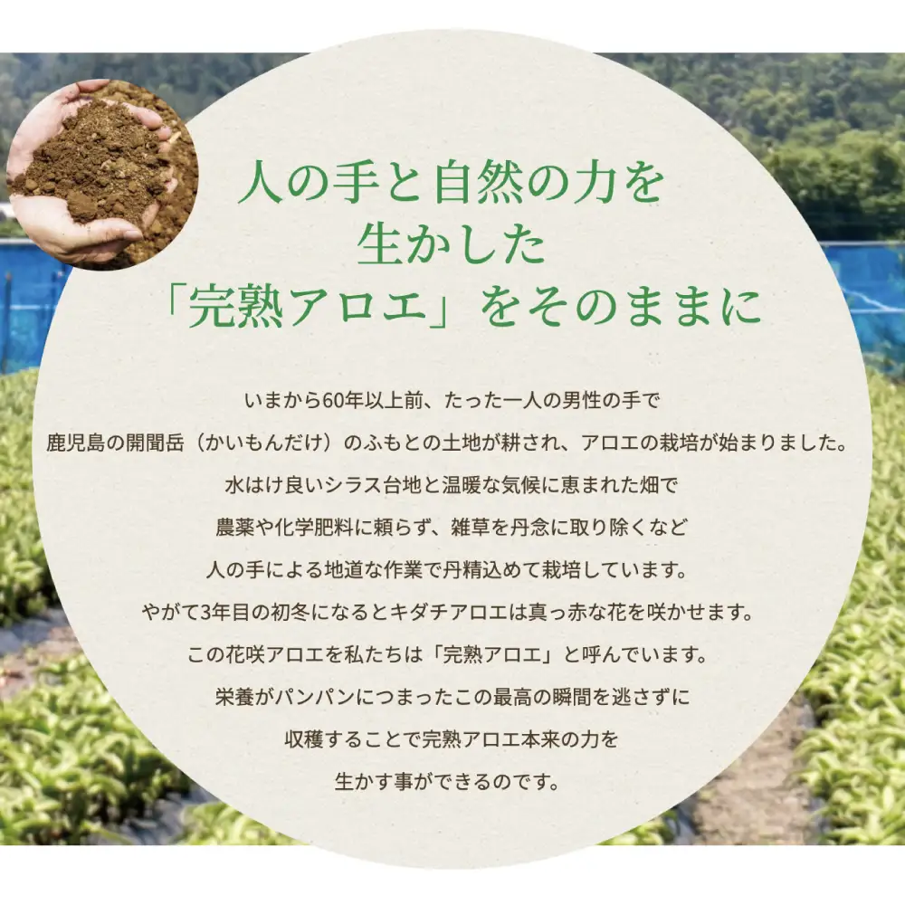 【健康習慣】アロエ健美減秘茶 「ハーブ・サラダ」60包×2袋 アロエ キダチアロエ お茶 鹿児島 アロエ本舗 南さつま市