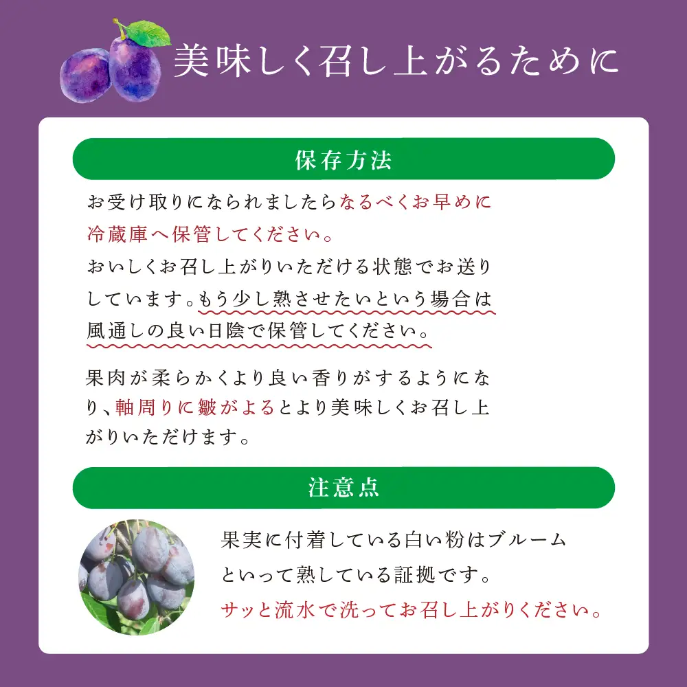 【 先行受付 】プルーン ベイラー 1kg 生 フルーツ 果物 旬のフルーツ 旬の果物 くだもの 北海道 芦別市
