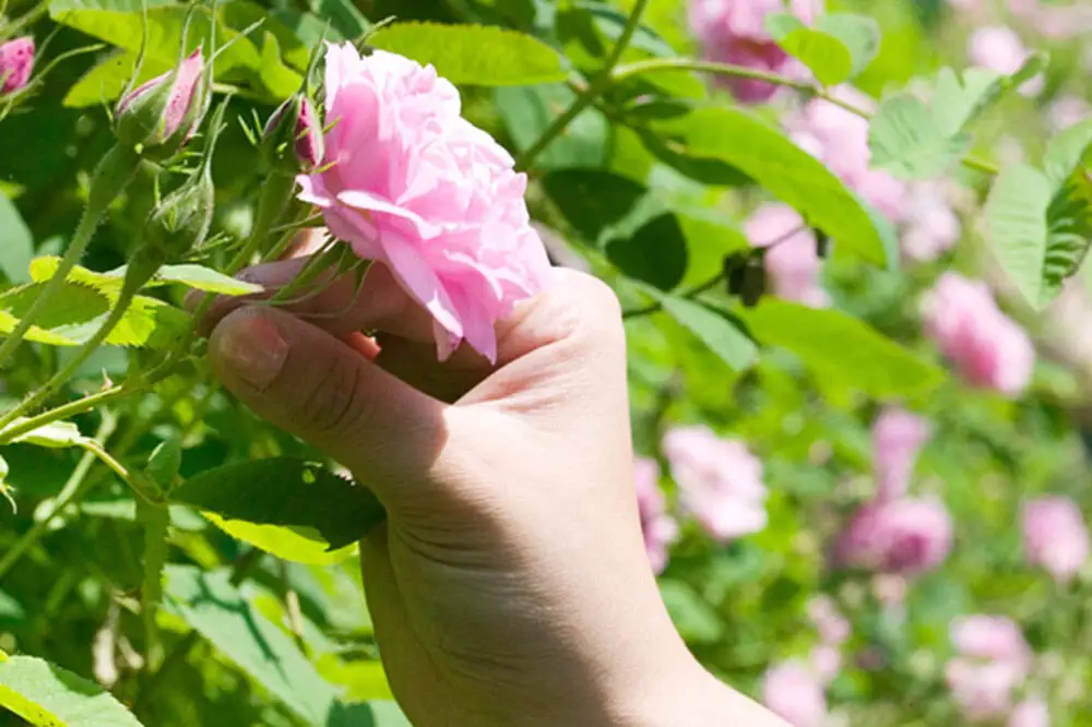 秋田薔薇園産 純粋ローズウォーター 100ml×3本 ローズメイ