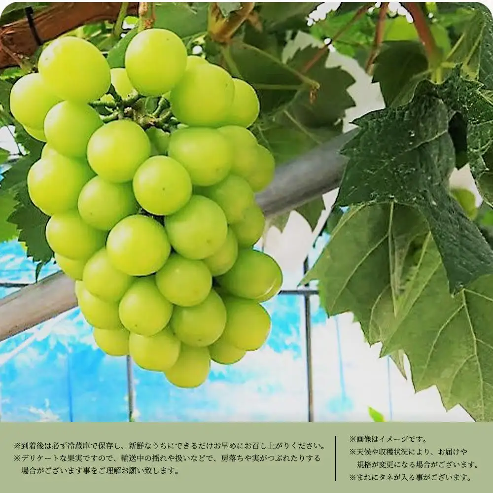 シャインマスカット 約1kg　紀州和歌山 かつらぎ産［2026年8月下旬以降発送予定］［UT118］