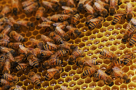 「安土の秘蜜」国産（滋賀県産）純粋はちみつ  6g×30本【BO04W】 はちみつ 純粋 小分け