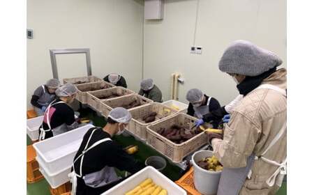 【定期便2ヶ月】生芋　10kg　S～2Lサイズ混合　1箱 いも長 | さつまいも いも 生いも 紅はるか 国産 ※離島への配送不可