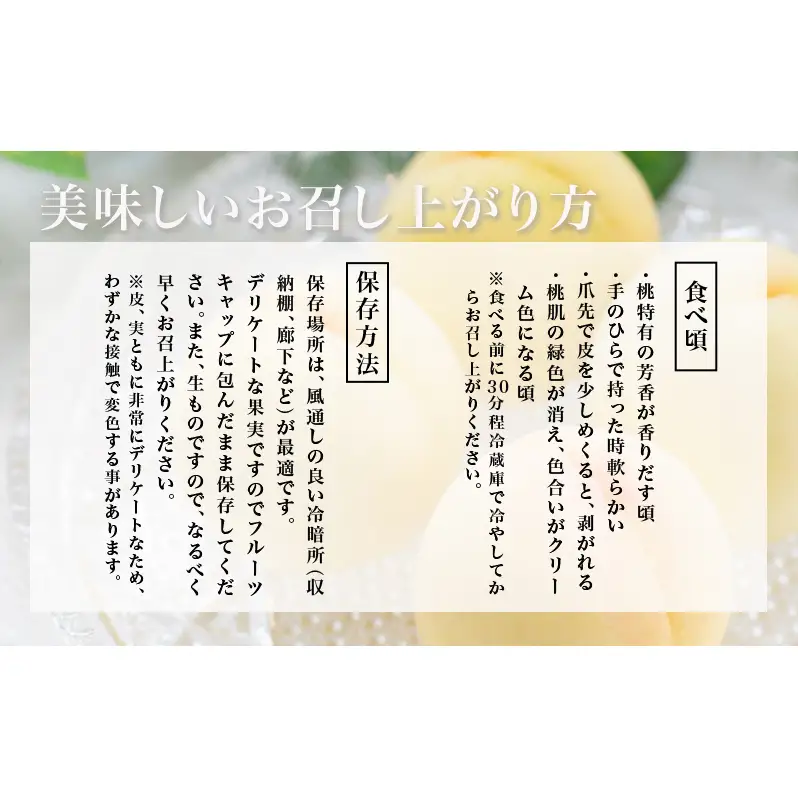 桃 2026年 先行予約 岡山 の 白桃 8玉（合計1.7kg以上）化粧箱入り もも モモ 岡山県産 国産 フルーツ 果物 ギフト 