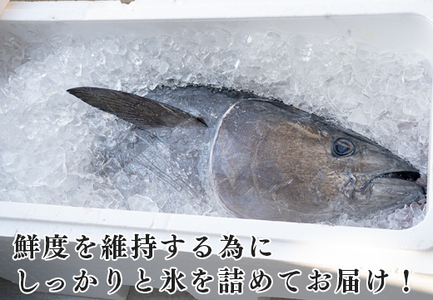 特大 国産 養殖 本マグロ 解体人付き 50kg以上 一本丸ごと 刺身 300人前 まぐろ 出張対応