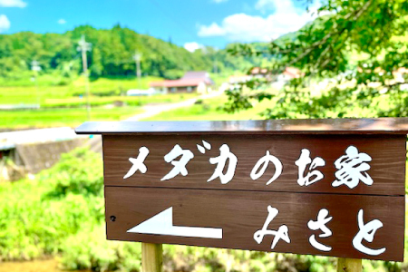 煌（きらめき）1ペア【オス 1匹 メス 1匹 めだか メダカ 人気品種 黒 白 柿色 きらびやか】