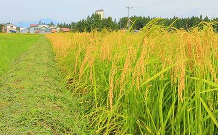 【令和7年産】 黒澤のはえぬき 5kg 米 お米 おこめ 山形県 新庄市 F3S-2675
