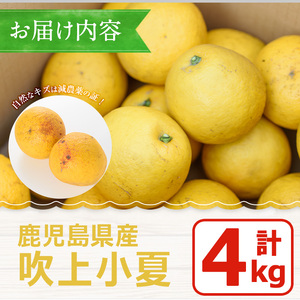 No.221 ＜先行予約受付中！3月下旬～5月上旬までの間に発送＞鹿児島県産！吹上小夏(4kg) 小夏 日向夏 みかん ミカン 蜜柑 柑橘 フルーツ 青果 果実 鹿児島 国産 九州産 ギフト 贈答【黒川農園】