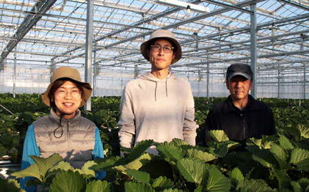 【先行予約】農場長厳選の美味しいいちご 1000g【250g×4パック 苺 詰め合わせ 厳選 フルーツ 果物 かおり野 紅ほっぺ よつぼし スターナイト すず 甘味 セット 化粧箱 島根県 安来市 安来市産】【18-MS-17】