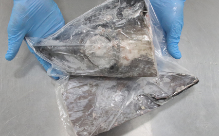 メバチマグロ兜 頭半割1個分（1kg） 1/4カット×2個 [0015-0069]