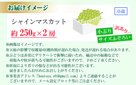【先行予約】【訳あり】シャインマスカット 約250g×2房 【2026年8月中旬以降順次発送予定】[A-3229]