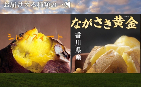 のどかな讃岐平野で育てた 旬の野菜 詰め合わせセット 今が旬 健康 野菜ボックス ヘルシー食材 トマト サツマイモ 新鮮 とれたて 季節 自家栽培 珍しい 美味しい たっぷり 
