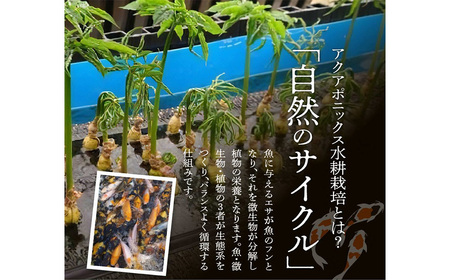高麗人参×ほうじ茶