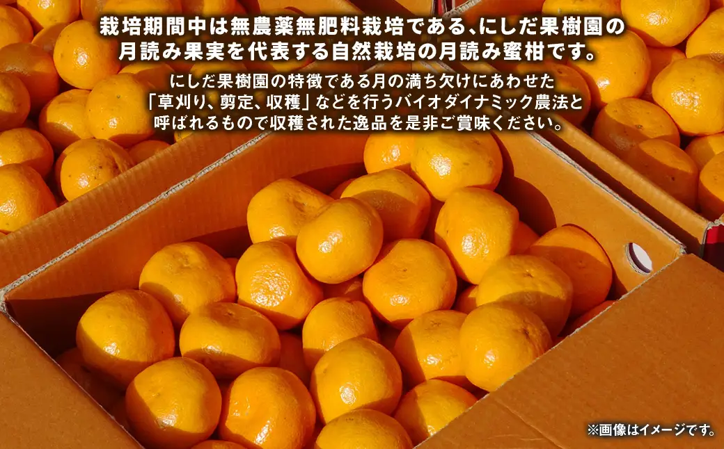 【2026年11月下旬発送開始】にしだ果樹園の熊本県産月読み蜜柑 約1.5kg
