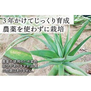 【食用】朝採り アロエベラ生葉 2kg（2枚～4枚）3年物　宮城県産