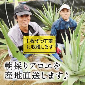 【食用】朝採り アロエベラ生葉 4kg（4枚～8枚）3年物　宮城県産