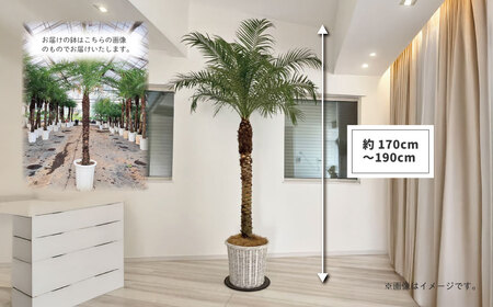 観葉植物 フェニックスロベレニー ロベ 10号（鉢下から葉先まで約
