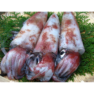 【21007】鳥取網代港 朝獲れ直送！旬の天然魚セット【さかなや新鮮組】