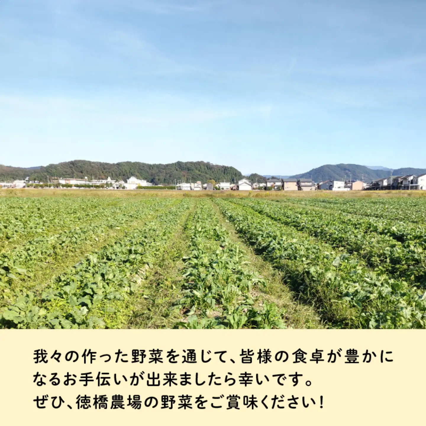 おろしそばに最適! 福井県産 辛味大根 2kg