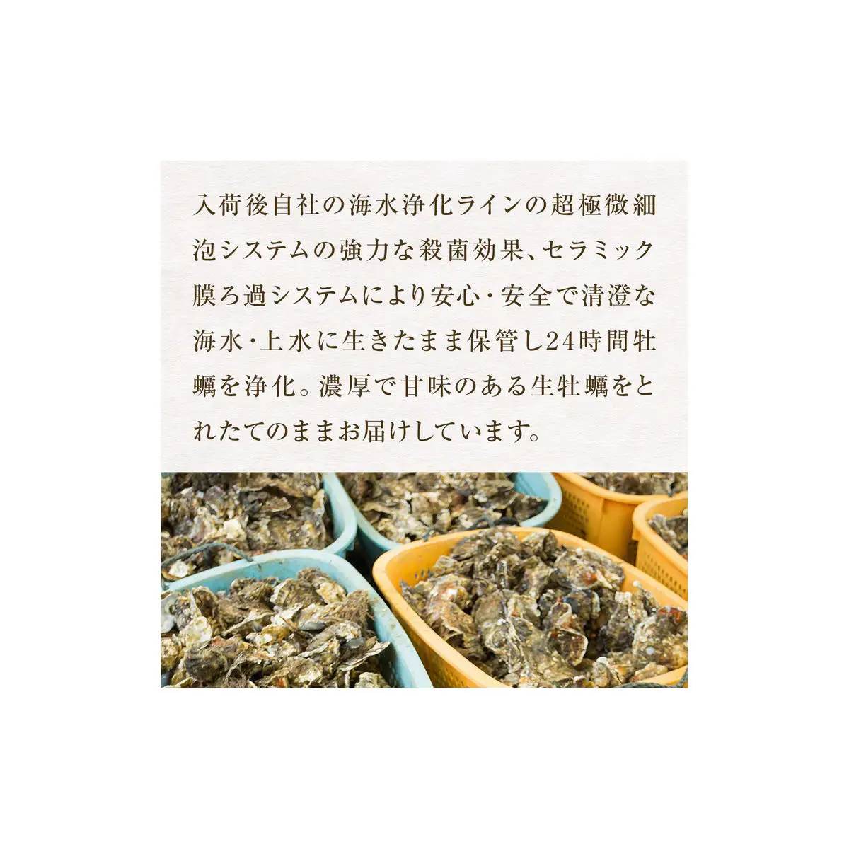宮城県産 牡蠣 殻付き 生食用 18個（6個入×3袋） 冷凍 カキ