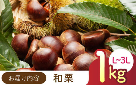 【先行予約】  和栗 L~3L(約1kg) 熊本 山鹿 国産 生栗 [ZEP057]