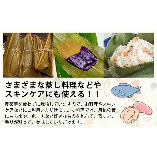 自然栽培の「月桃の葉20枚」セット　OI-15