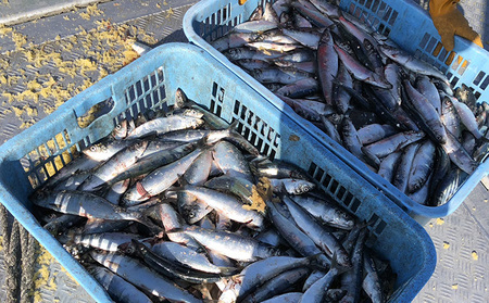 北隆丸 にしん・めじか鮭の西京漬け各4切セット 【 枝幸産 魚貝類 サーモン 魚貝類 漬魚 味噌漬け 加工食品 北海道 オホーツク 枝幸 】