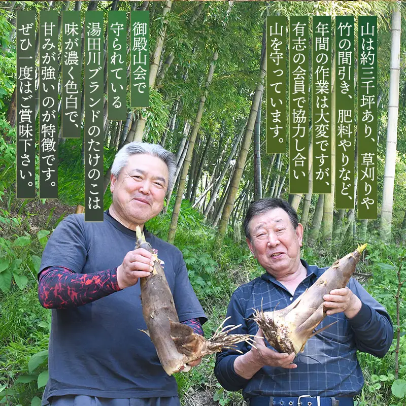 【令和9年産先行予約】庄内の春の味覚　やわらかい朝堀り湯田川孟宗（たけのこ）約2kg　山形県鶴岡市　にこにこふぁーむ　K-956　| 筍 竹の子 新鮮 旬の野菜 産地直送 春野菜 季節限定 国産 人気 おすすめ おいしい お取り寄せ 返礼品