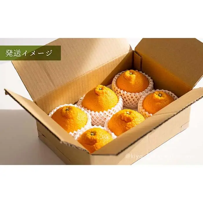 不知火 希少な樹上完熟！ 秀品大玉 6個入 (約2kg)　［2027年2月末頃から3月末頃まで発送］［KT2］