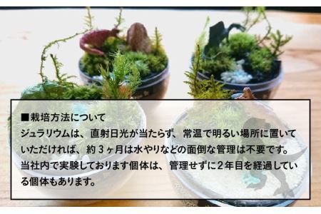 恐竜＋苔＋天然石が作り出す、癒やしの自然空間！ ジュラリウム Sサイズ [A-070001]