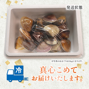 活け はまぐり 九十九里産 約3.2kg 【 はまぐり 】