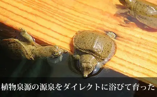 「兜すっぽん」鍋　醤油・生姜味2セット　青森シャモロックスープ味3セット（肉入りスープ5）　【02408-0028】