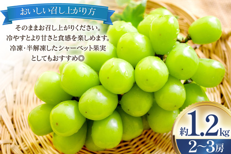 【2026年発送】 シャインマスカット 訳あり 2～3房 約1.2kg [治右衛門果樹園 山形県 高畠町 tk06ays830003]
