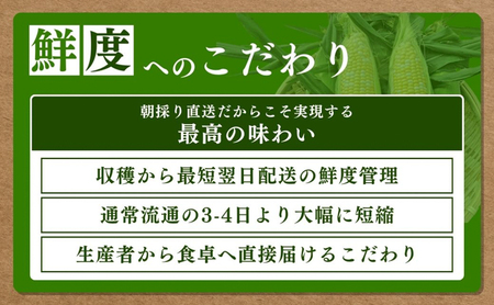 とうもろこし 先行予約 甘々娘 12～14本 朝獲れ 産地直送 夏 旬 夏野菜 コーン 2026年