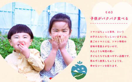 ミニトマト 生産量 日本一 玉名市 !! トマトベリー 約 3kg | ミニトマト トマト 熊本県 玉名市